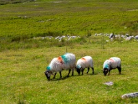 Achill Island, County Mayo